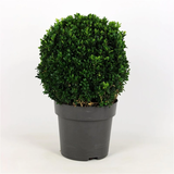 BUXUS 30 CM