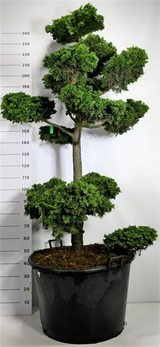 CONTORTA BONSAI 175–200 CM