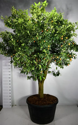 CITRUS NOBILIS 70 CM