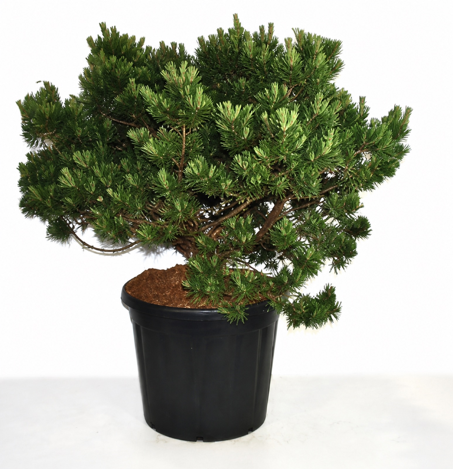Pinus mugo 'Gnom' 125–150 cm