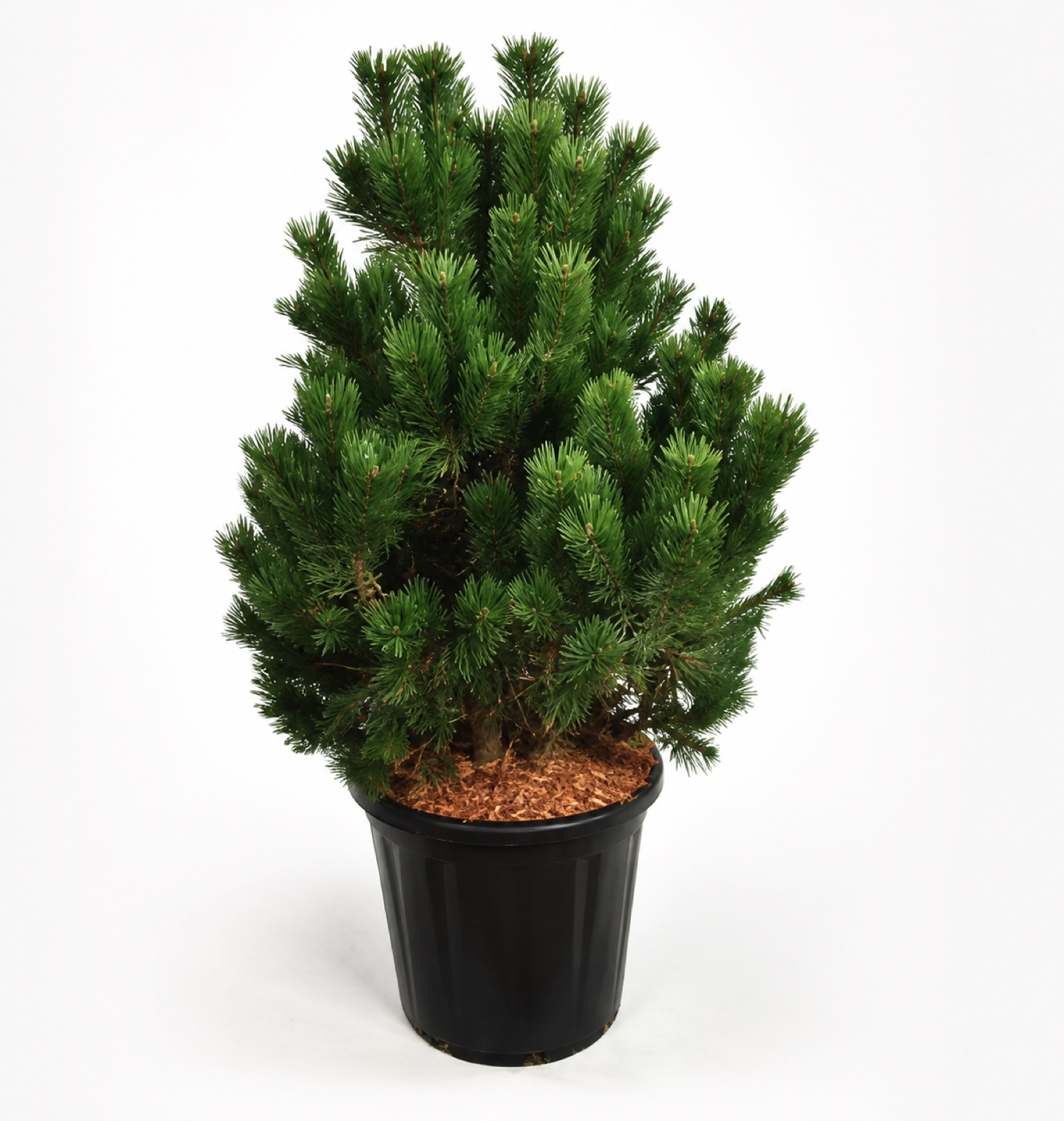 Pinus mugo 'Gnom' 80–100 cm