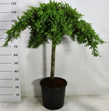 Rantakataja Juniperus conferta 'Schlager' 80 cm rungollinen