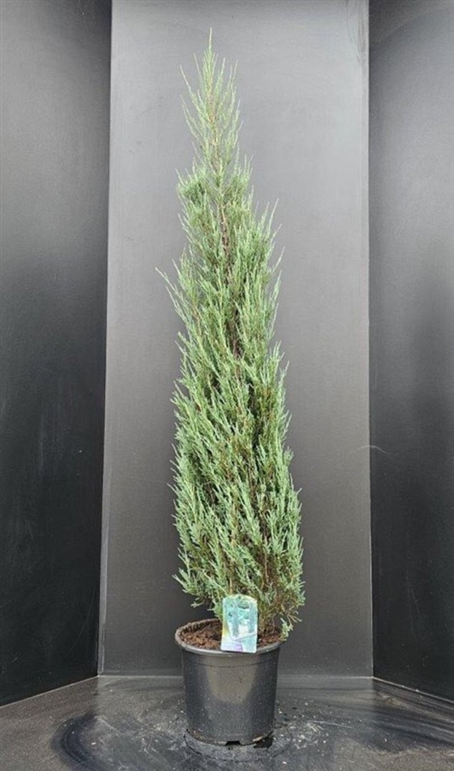 Sinikynäkataja Juniperus scopulorum 'Blue Arrow' 100–125 cm