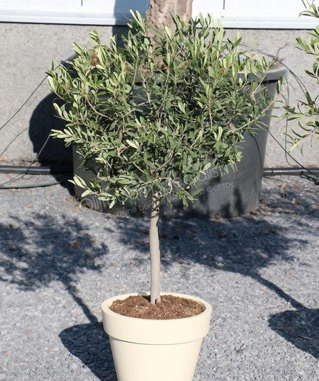 OLIIVIPUU ELHO-RUUKUSSA LUONNONVALKOINEN 120 CM