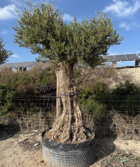 OLIIVIPUU OLEA EUROPAEA BONSAI 100–120 CM
