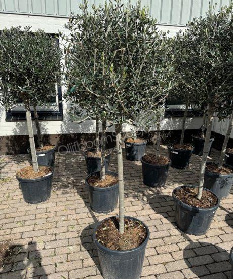 OLIIVIPUU OLEA EUROPAEA 8–10 CM KORKEARUNKOINEN