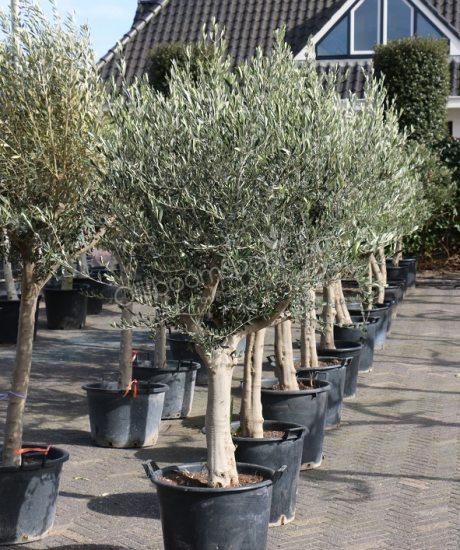 OLIIVIPUU OLEA EUROPAEA 20–30 CM MATALARUNKOINEN