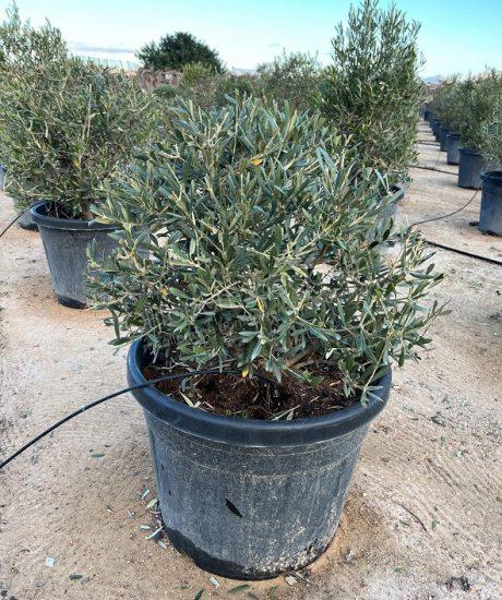 OLIIVIPUU OLEA EUROPAEA PALLOMUOTO 50–60 CM