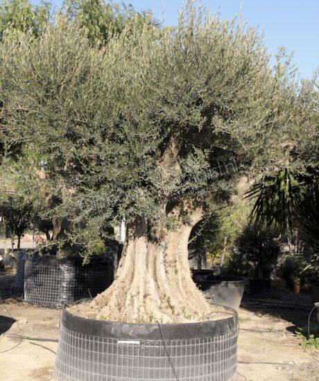 OLIIVIPUU OLEA EUROPAEA REGIONAL FULL-SIZE 200–220 CM