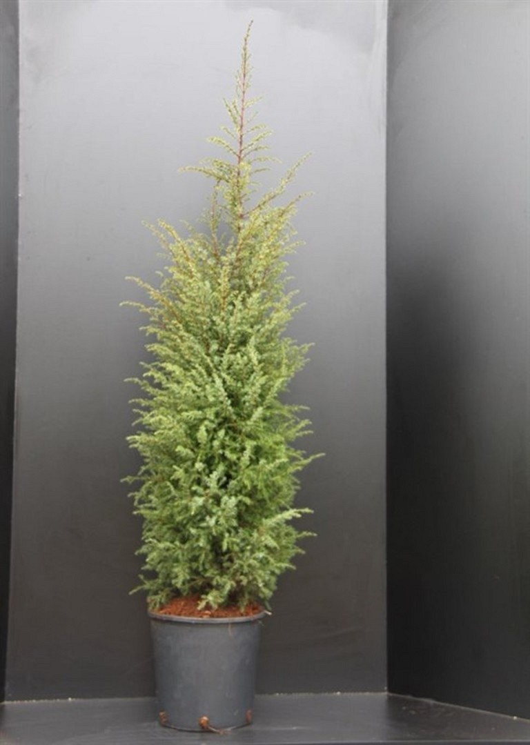Pilarikataja Juniperus communis 'Hibernica' 80–100 cm