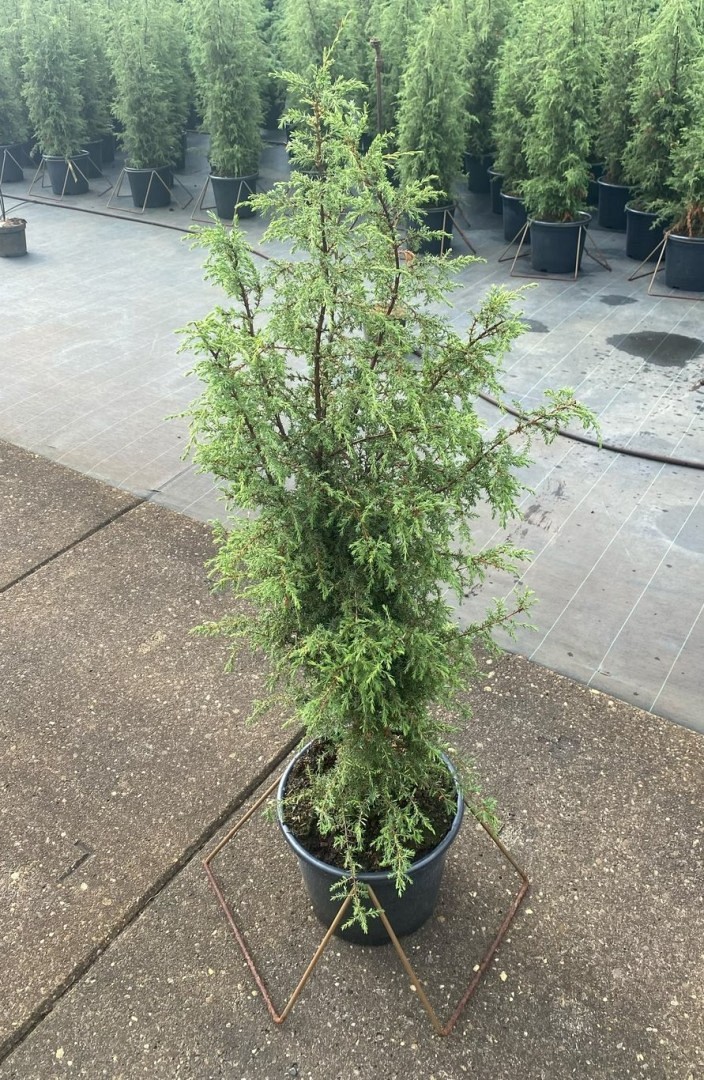 Pilarikataja Juniperus communis 'Suecica' 80–100 cm