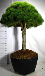 Mustamänty Pinus nigra 90 cm rungollinen