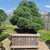 Metsämänty Pinus sylvestris 'Norska' 250–300 cm