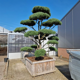 Metsämänty Pinus sylvestris 'Norska' 275–300 cm Bonsai