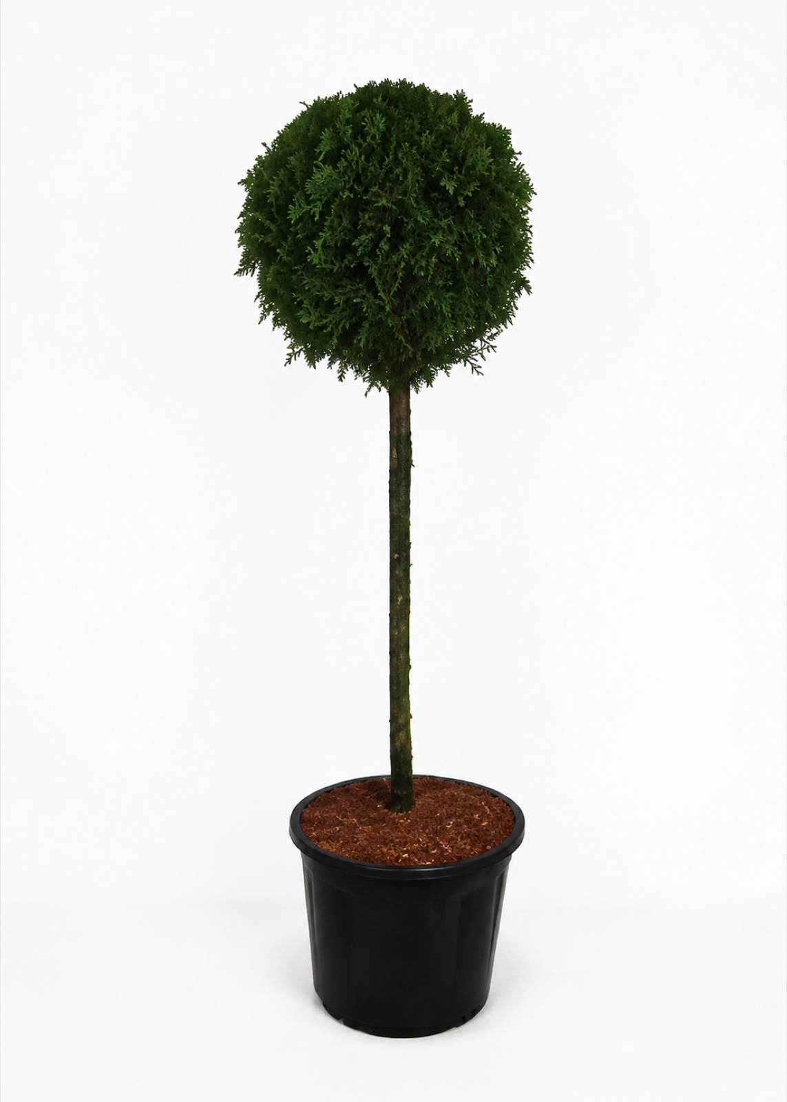 Timanttituija occ. Smaragd 80 cm Stem