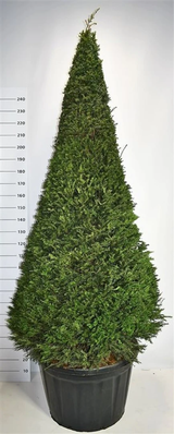 TAXUS BACCATA PYRAMIDI 120 CM