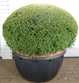 TAXUS BACCATA PALLO 150 CM