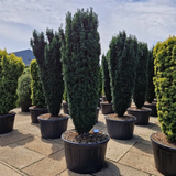 TAXUS PIRAT 225–230 CM