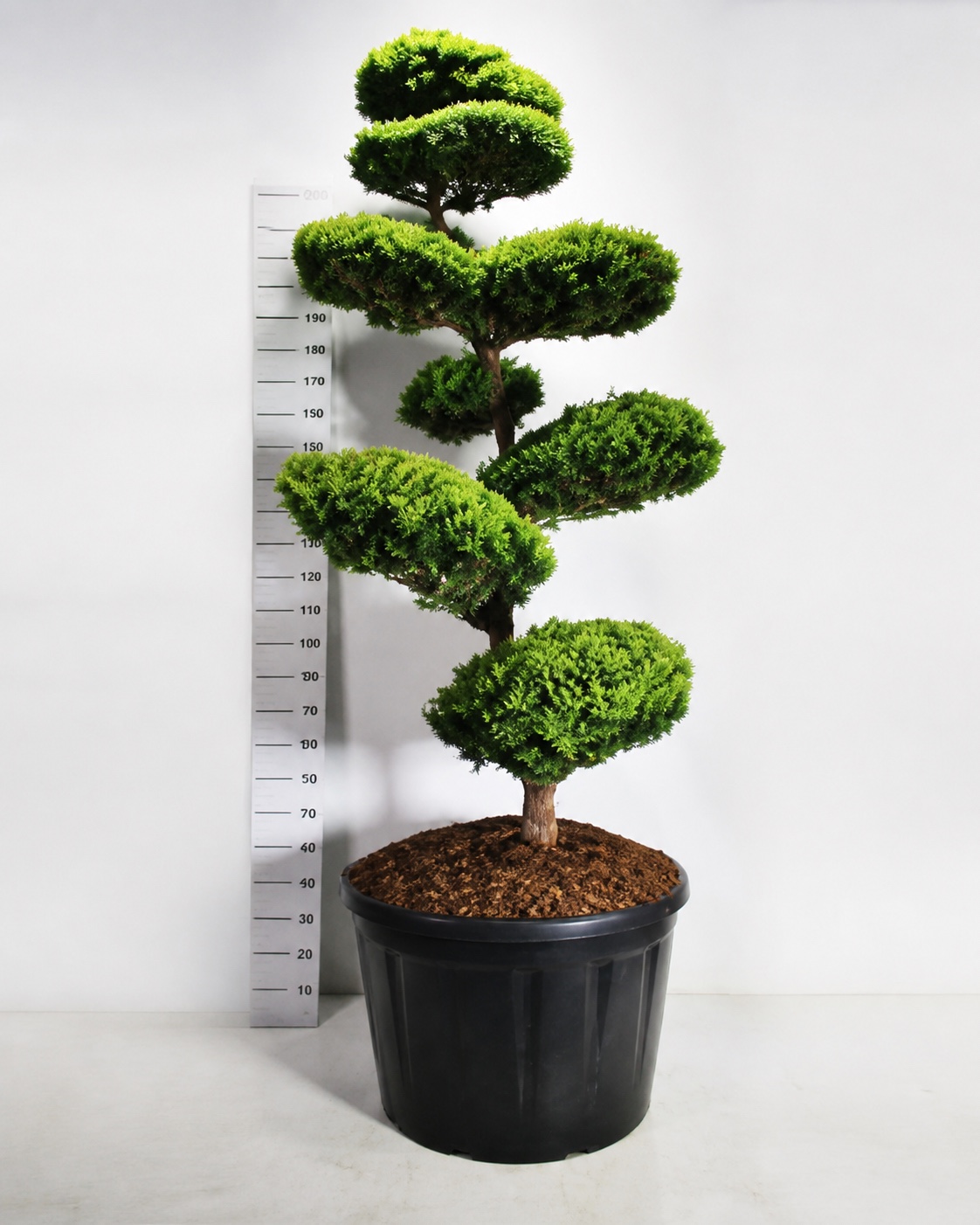 TAXUS BONSAI 180-200