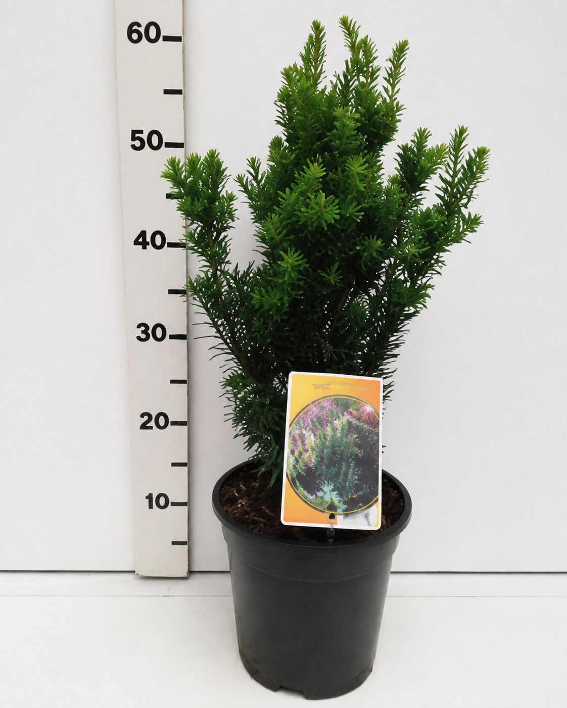 TAXUS NANA 25–30 CM