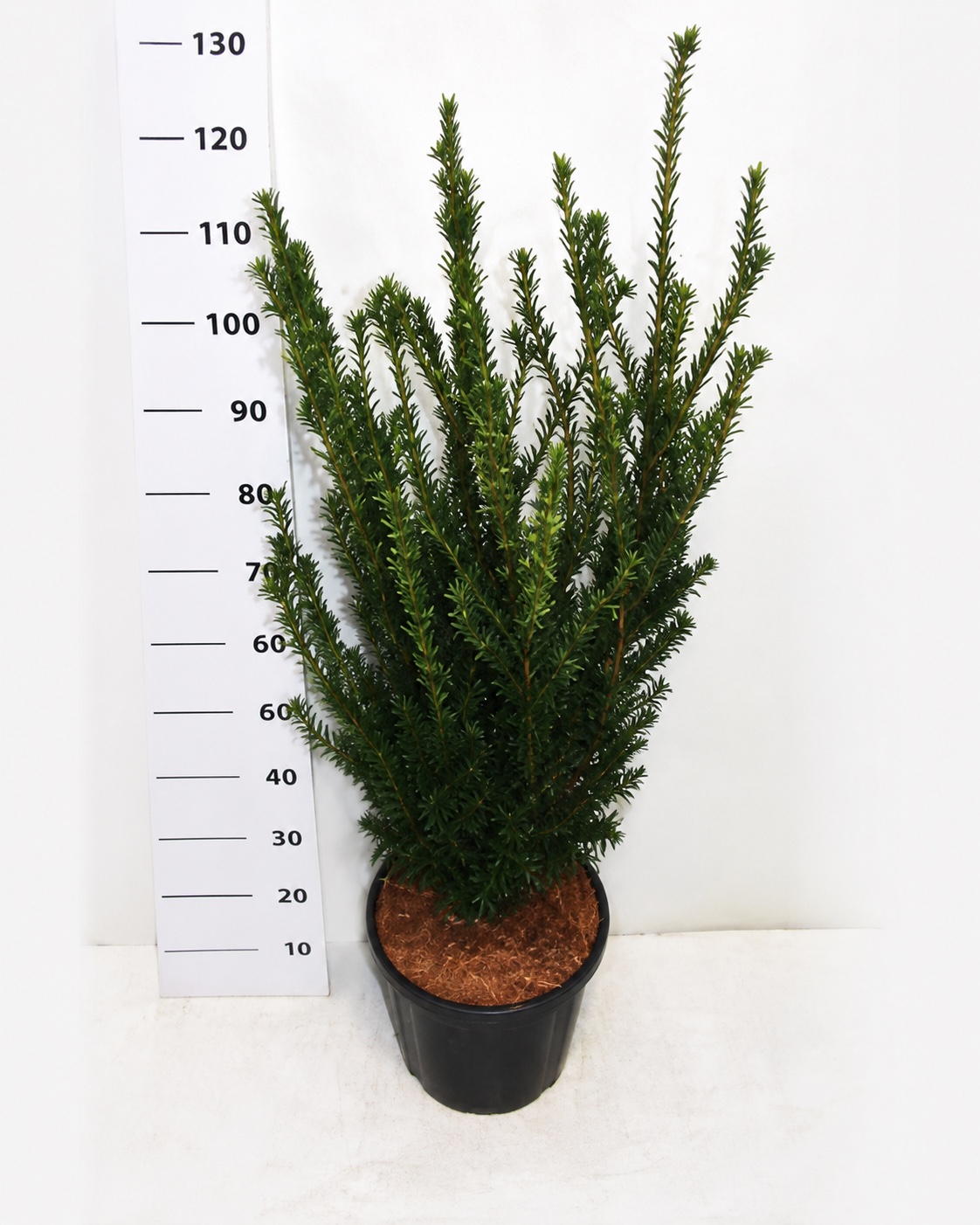 TAXUS MEDIA 'HILLI' 100–125 CM